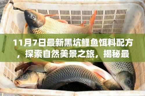 揭秘最新黑坑鲤鱼饵料配方,自然美景之旅与内心的宁静平和探索