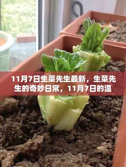 生菜先生11月7日的奇妙日常,温馨篇章新篇开启
