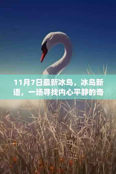 冰鸟新语,寻找内心平静的奇妙之旅启动!