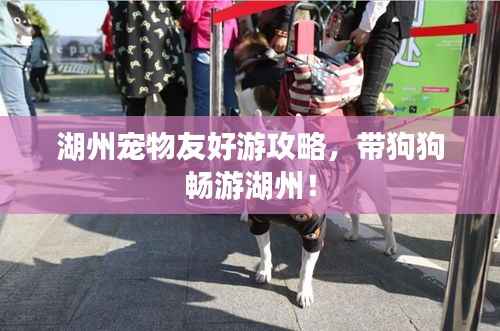 湖州宠物友好游攻略,带狗狗畅游湖州!