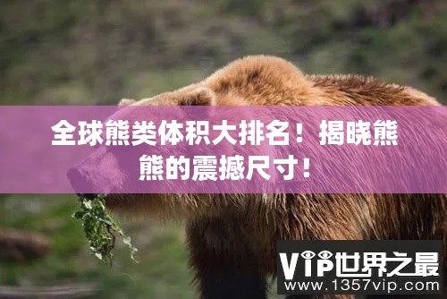 全球熊类体积大排名！揭晓熊熊的震撼尺寸！