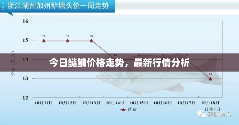 今日鲢鳙价格走势,最新行情分析