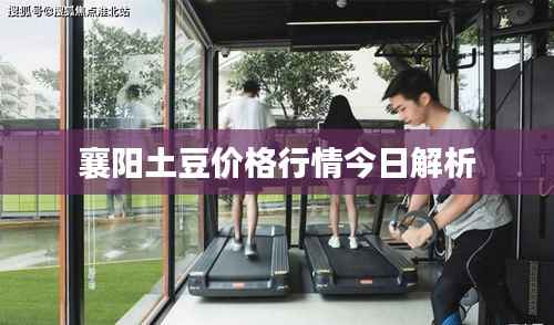 襄阳土豆价格行情今日解析